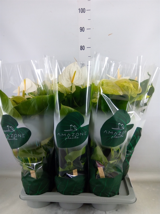 <h4>Anthurium andr. 'Samora'</h4>