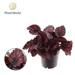 Begonia rex Etna