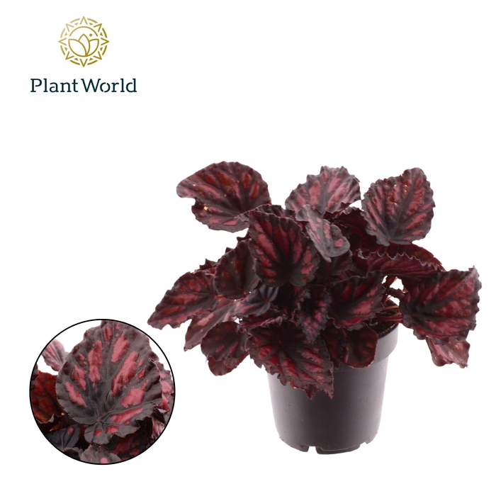<h4>Begonia rex Etna</h4>
