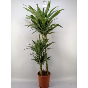 Dracaena fr de 'Warneckei'