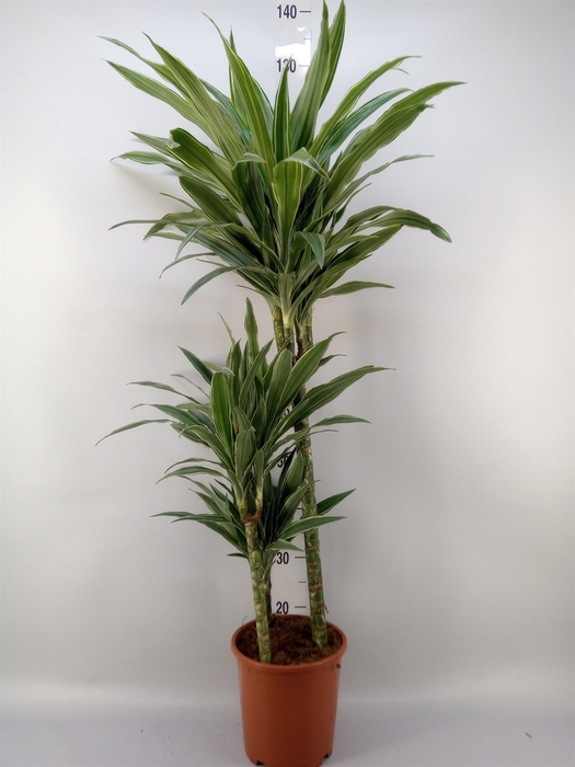 <h4>Dracaena fr de 'Warneckei'</h4>