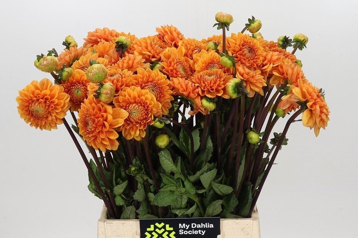 <h4>DAHLIA SYLVIA DAHLIA SYLVIA</h4>