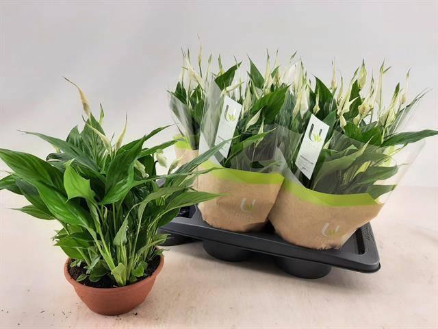 <h4>SPATH CHOPIN</h4>