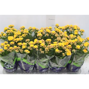 KALANCHOE DOBRADO P11 AMARELO