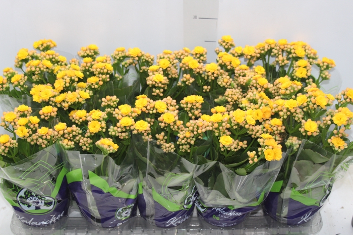 <h4>KALANCHOE DOBRADO P11 AMARELO</h4>