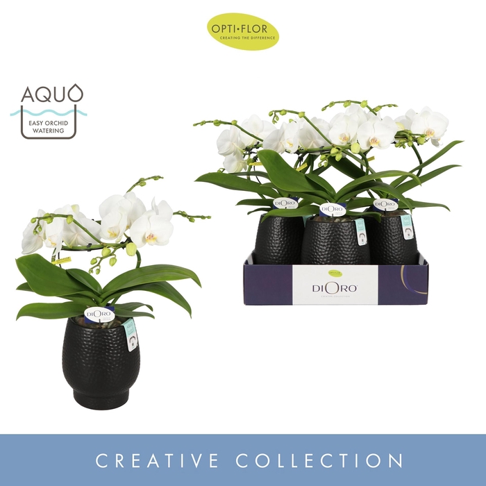 <h4>Phal Dioro Prestige 2 Tak Keramiek Abruzzo Black</h4>