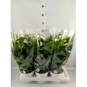 Anthurium andr. 'White Champion'