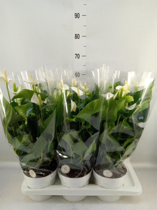 <h4>Anthurium andr. 'White Champion'</h4>