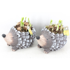 arr4 Narcis PL - Keramiek egel