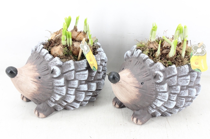 <h4>arr4 Narcis PL - Keramiek egel</h4>