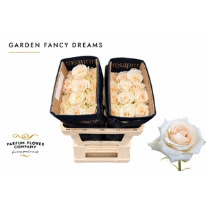 Rosa Garden Fancy Dreams
