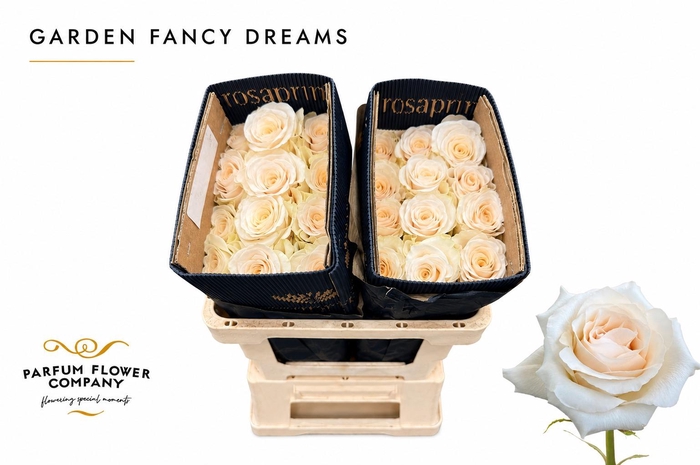 <h4>Rosa Garden Fancy Dreams</h4>