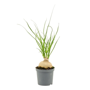 Beaucarnea bol 7 cm