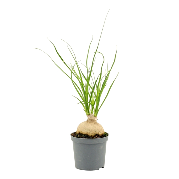 <h4>Beaucarnea bol 7 cm</h4>