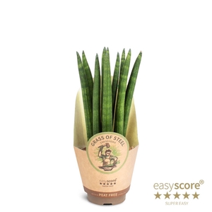 SANSEVIERIA CYLINDRICA P9 STRAIGHT