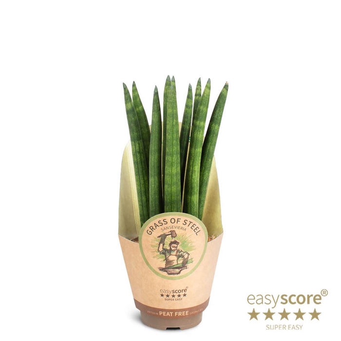 <h4>SANSEVIERIA CYLINDRICA P9 STRAIGHT</h4>