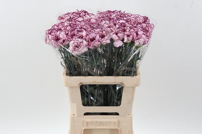 <h4>Di st Damascus IT</h4>