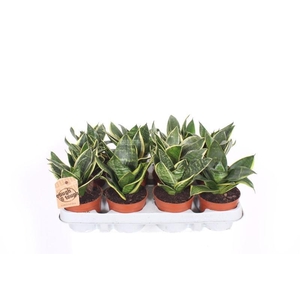 Sansevieria Golden Edge Hahnii