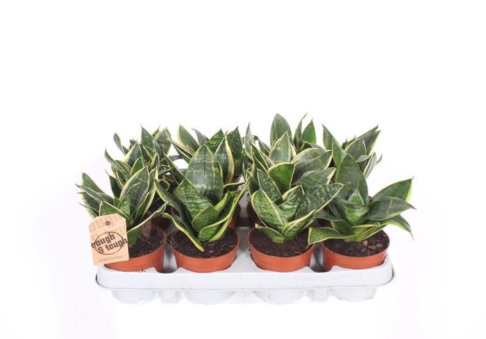 <h4>Sansevieria Golden Edge Hahnii</h4>