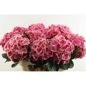 Hydr M Linn Pink 80-22