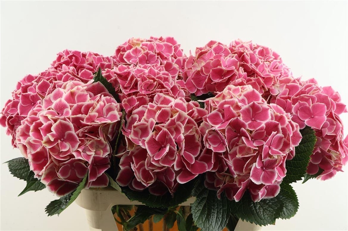 <h4>Hydr M Linn Pink 80-22</h4>