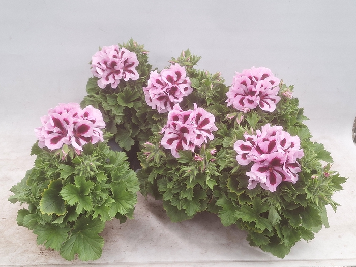 <h4>PEL GR PATRICIA</h4>