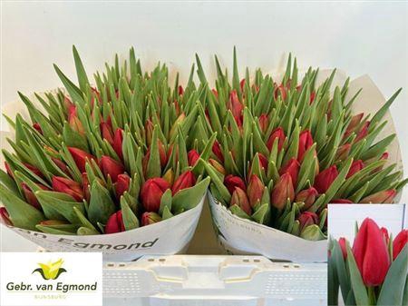 <h4>Tu En Red Stone</h4>