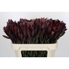 Leucadendron Saf Sunset Dark R.