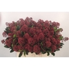 Skimmia Rubella Red Extra Bunch