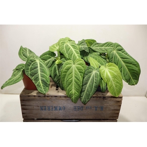 arr8 Anthu Villenaorum