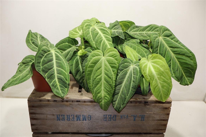 arr8 Anthu Villenaorum