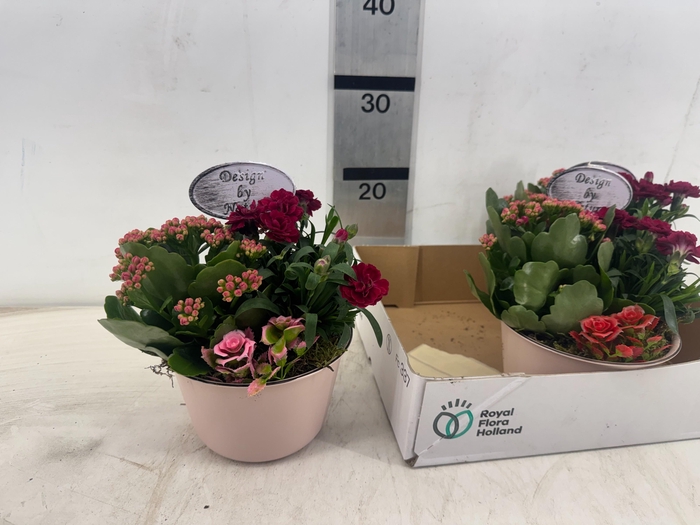 <h4>ARR PL IN SCHAAL</h4>