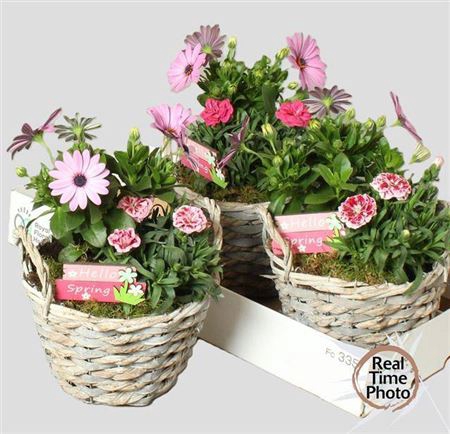 <h4>Arr Tuinplanten</h4>