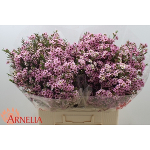 Chamelaucium Alouana