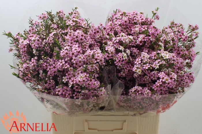 <h4>Chamelaucium Alouana</h4>