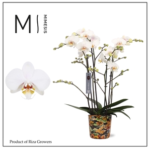 Mimesis Phal. Marvellous White - 50+ flowers 17cm in Jess Blue ceramic