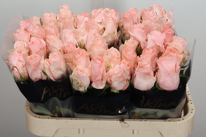 <h4>R Gr Baby Doll</h4>