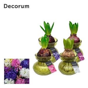 Hyacinth in Glass HL32080 [SPECIAL]