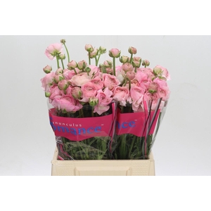 Ranunculus Romance Seine