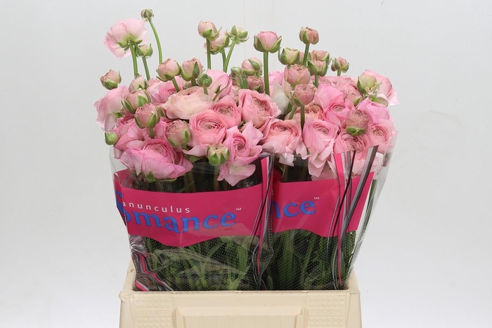 <h4>Ranunculus Romance Seine</h4>