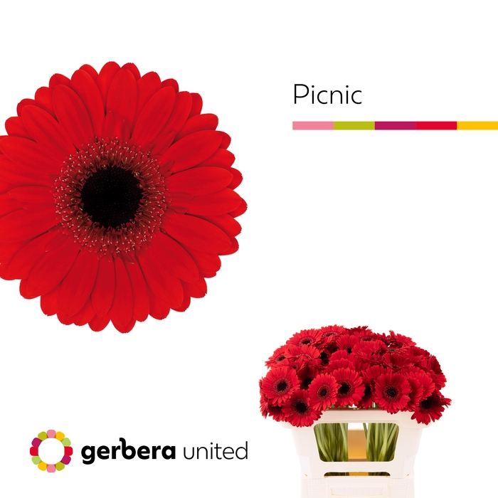 <h4>Germini Picnic Water x60</h4>