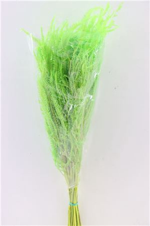 <h4>Pres Helecho Lvs Apple Green Bunch</h4>