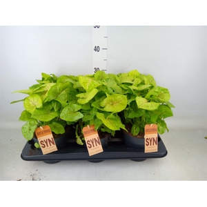 Syngonium  'Golden Allusion'