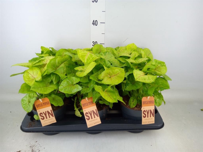 <h4>Syngonium  'Golden Allusion'</h4>