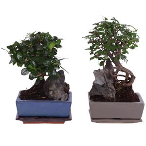 Bonsai Ball-Shape Mix with Rock in Ø15cm Ceramic with Saucer