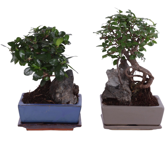 <h4>Bonsai Ball-Shape Mix with Rock in Ø15cm Ceramic with Saucer</h4>