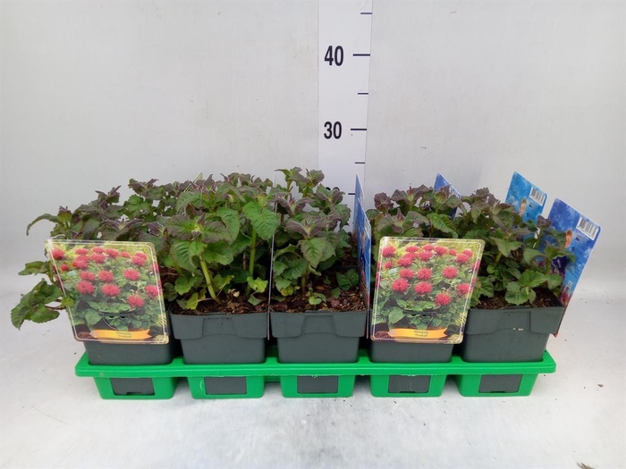 <h4>Monarda didyma</h4>