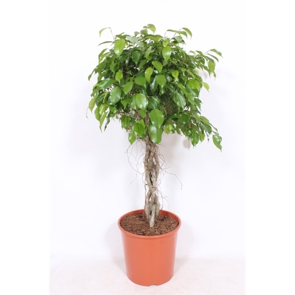 Ficus Exotica