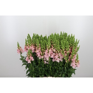 Antir Avignon Rose