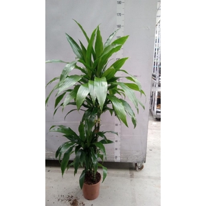 Dracaena frag. 'Janet Craig'
